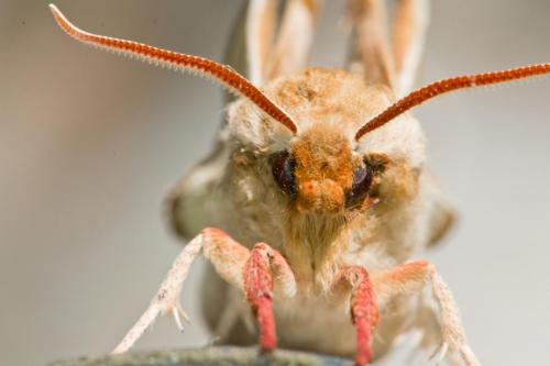 Close-up Moth