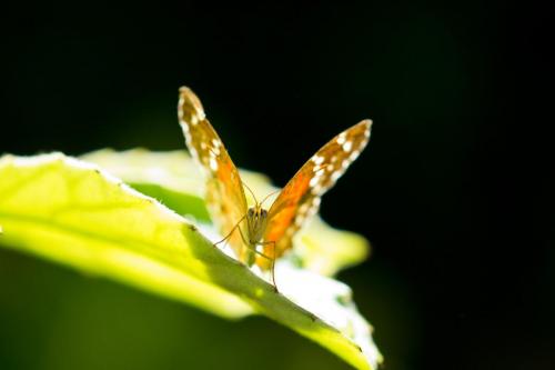 Butterfly10