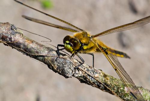 dragonfly2