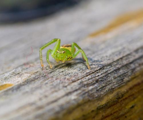 green-spider
