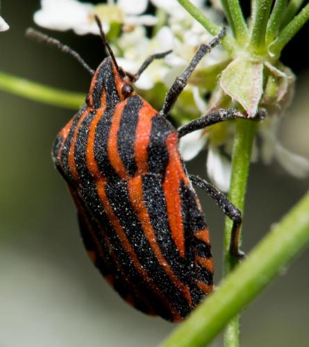 stripy-beetle