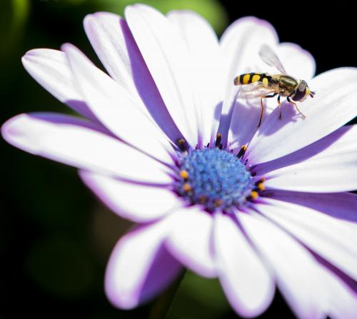 Hoverfly on Flower