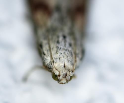 Moth's Head